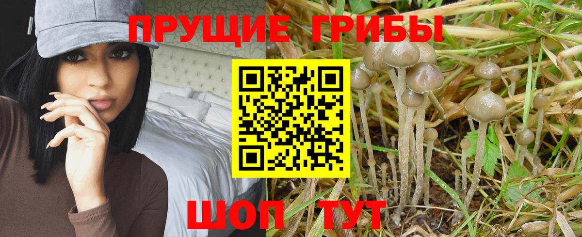 Псилоцибиновые грибы мицелий Кызыл